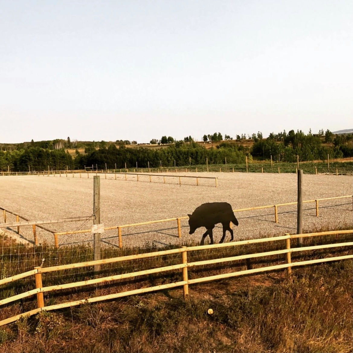 Agriculture fence (9)