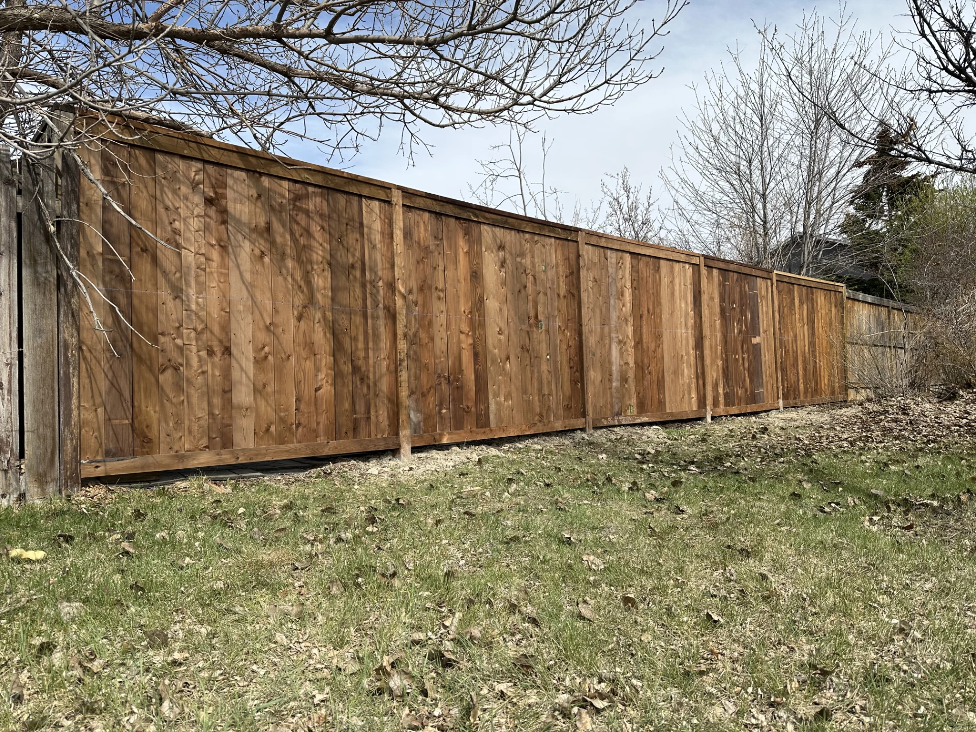 Freshly stained wooden privacy fence.