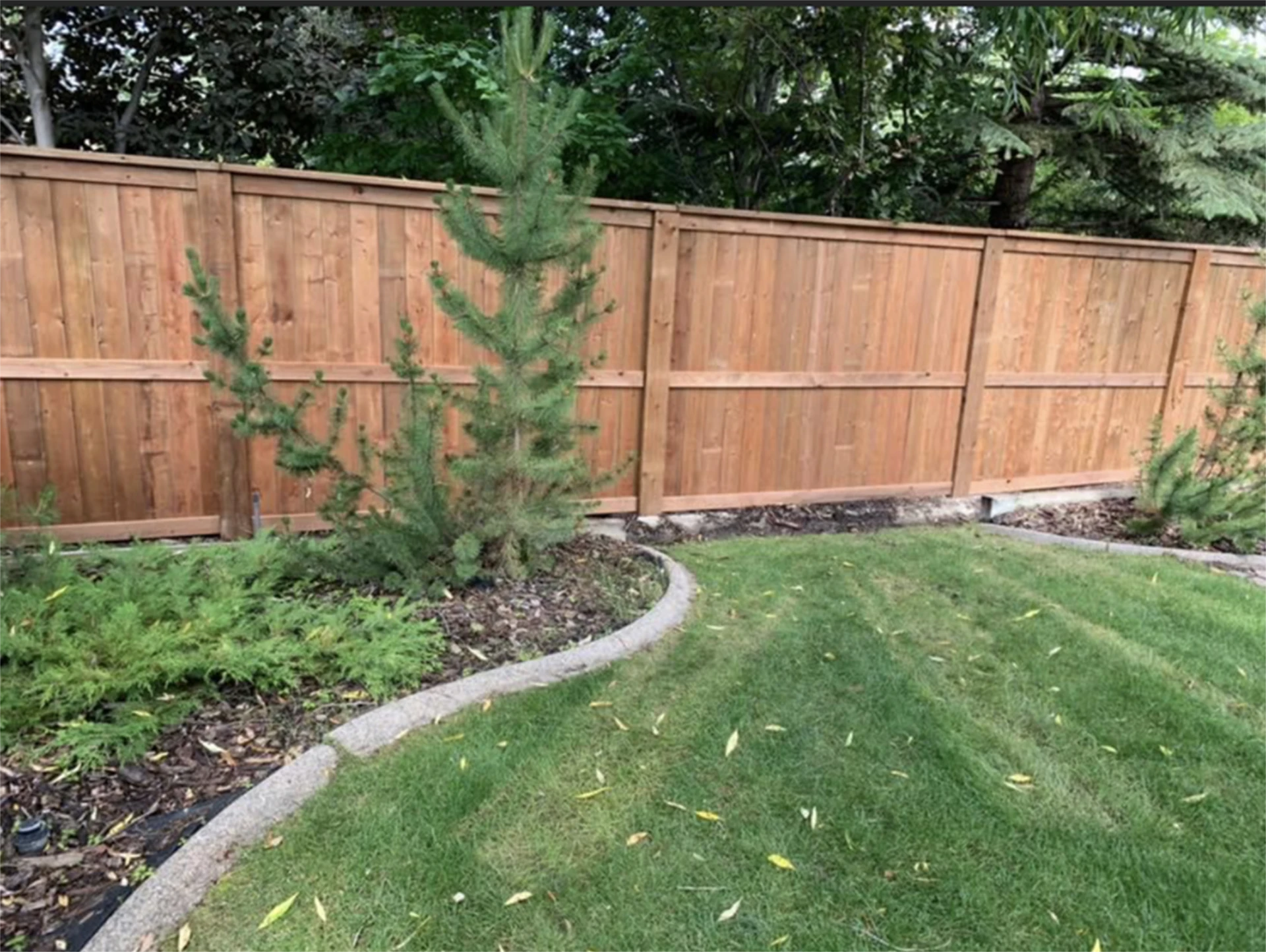Stained cedar backyard fence bordering landscaped lawn.