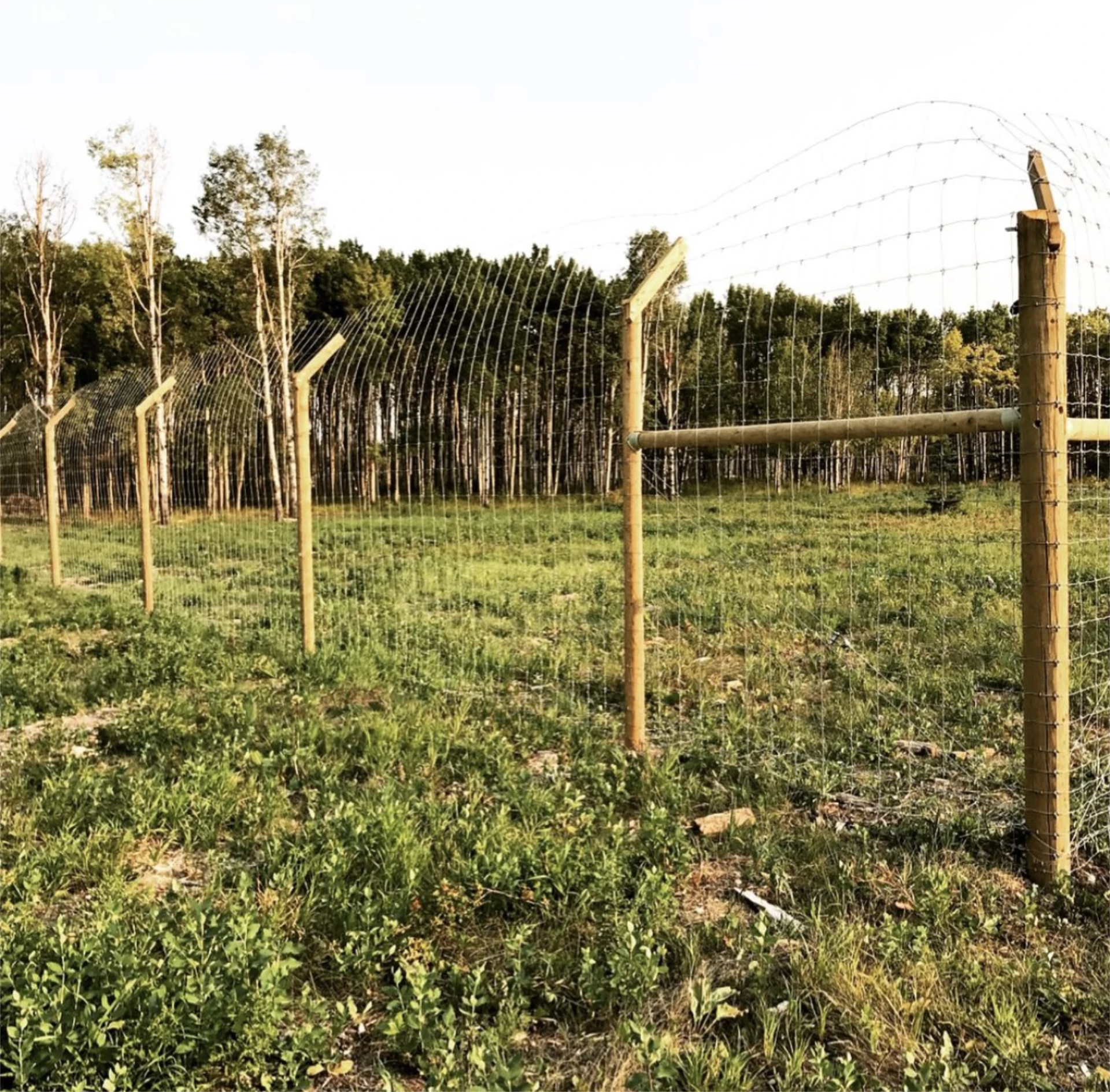 Tall deer fence around meadow