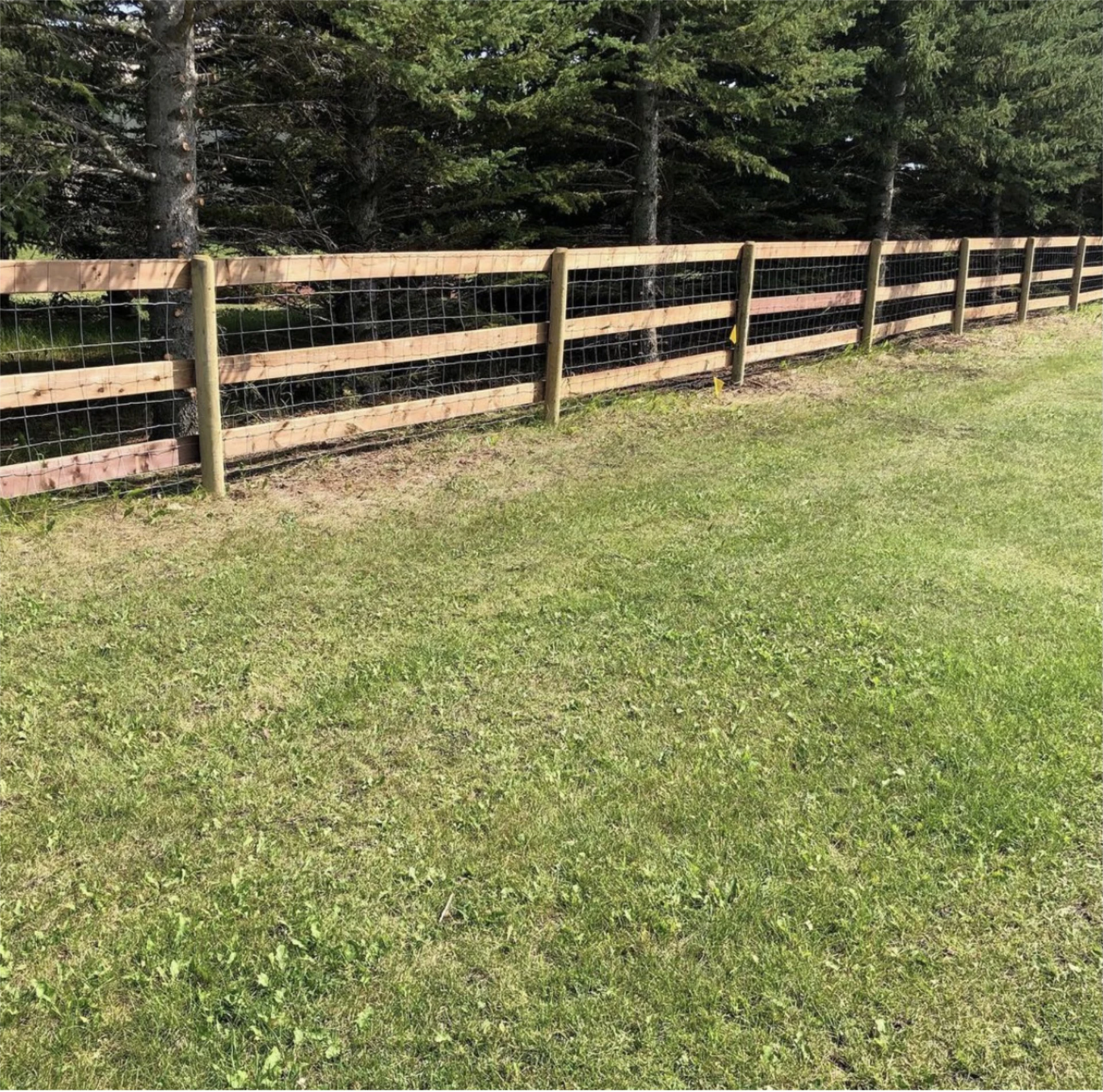 Long wooden rail fence with wire mesh beside evergreen trees with a lot of grass in the area